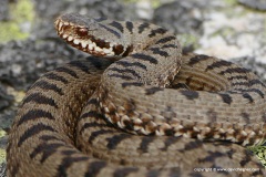 Vipera berus bosniensis