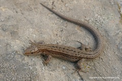 Zootoca vivipara
