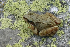 Rana temporaria