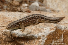 Lacerta agilis bosnica