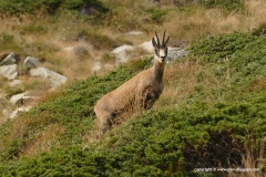 Rupicapra rupicapra balcanica