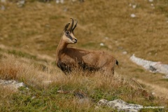 Rupicapra rupicapra balcanica