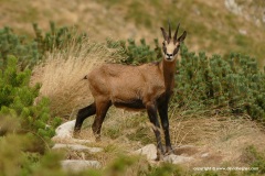 Rupicapra rupicapra balcanica