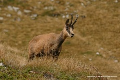 Rupicapra rupicapra balcanica
