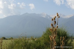 Pirin