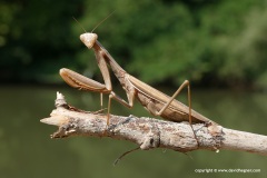 Mantis religiosa