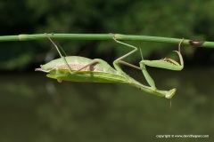Mantis religiosa