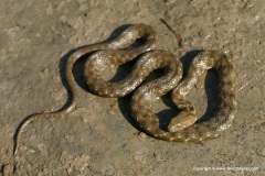 Natrix tessellata