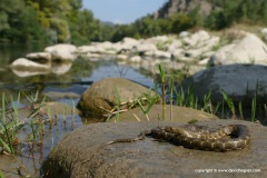 Natrix tessellata