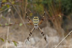 Argiope bruennichi
