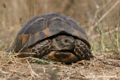 Testudo graeca