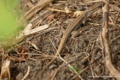 Podarcis muralis albanica