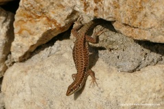 Podarcis muralis albanica