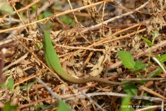bLacerta viridis meridionalis