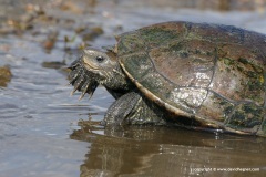 Mauremys rivulata