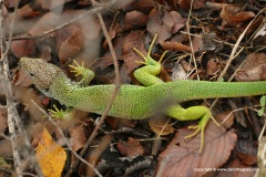 Lacerta viridis meridionalis