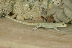 Mediodactylus kotschyi bibroni