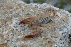 Euscorpius sp.