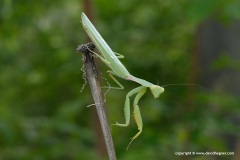 Sphodromantis viridis