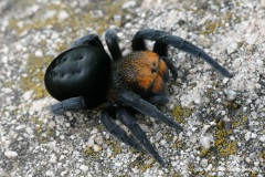 Eresus cf. moravicus