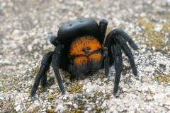 Eresus cf. moravicus