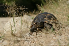 Testudo graeca