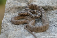 Telescopus fallax
