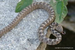 Telescopus fallax