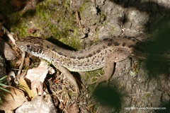 Lacerta viridis meridionalis