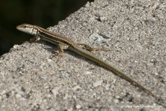 Podarcis erhardii riveti