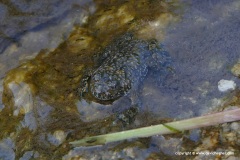 Bombina variegata scabra