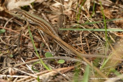 Podarcis tauricus