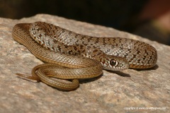 Dolichophis caspius