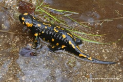 Salamandra salamandra beschkovi