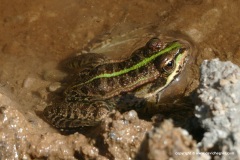 Pelophylax ridibundus