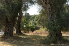 Olive trees