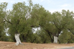 Olive trees
