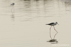 Korisson Lagoon / Charikounas