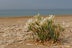 Korisson Lagoon / Charikounas