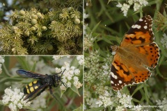 Korisson Lagoon / Charikounas