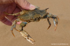 Korisson Lagoon / Charikounas