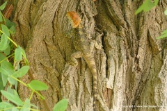 Laudakia stellio stellio