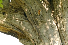 Laudakia stellio stellio