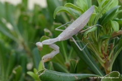 Hierodula tenuidentata