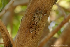 Cicada