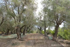 Olive trees