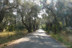 Olive trees