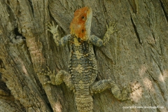 Laudakia stellio stellio