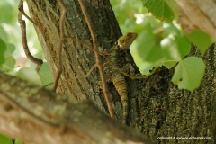 Laudakia stellio stellio