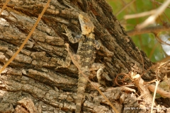 Laudakia stellio stellio